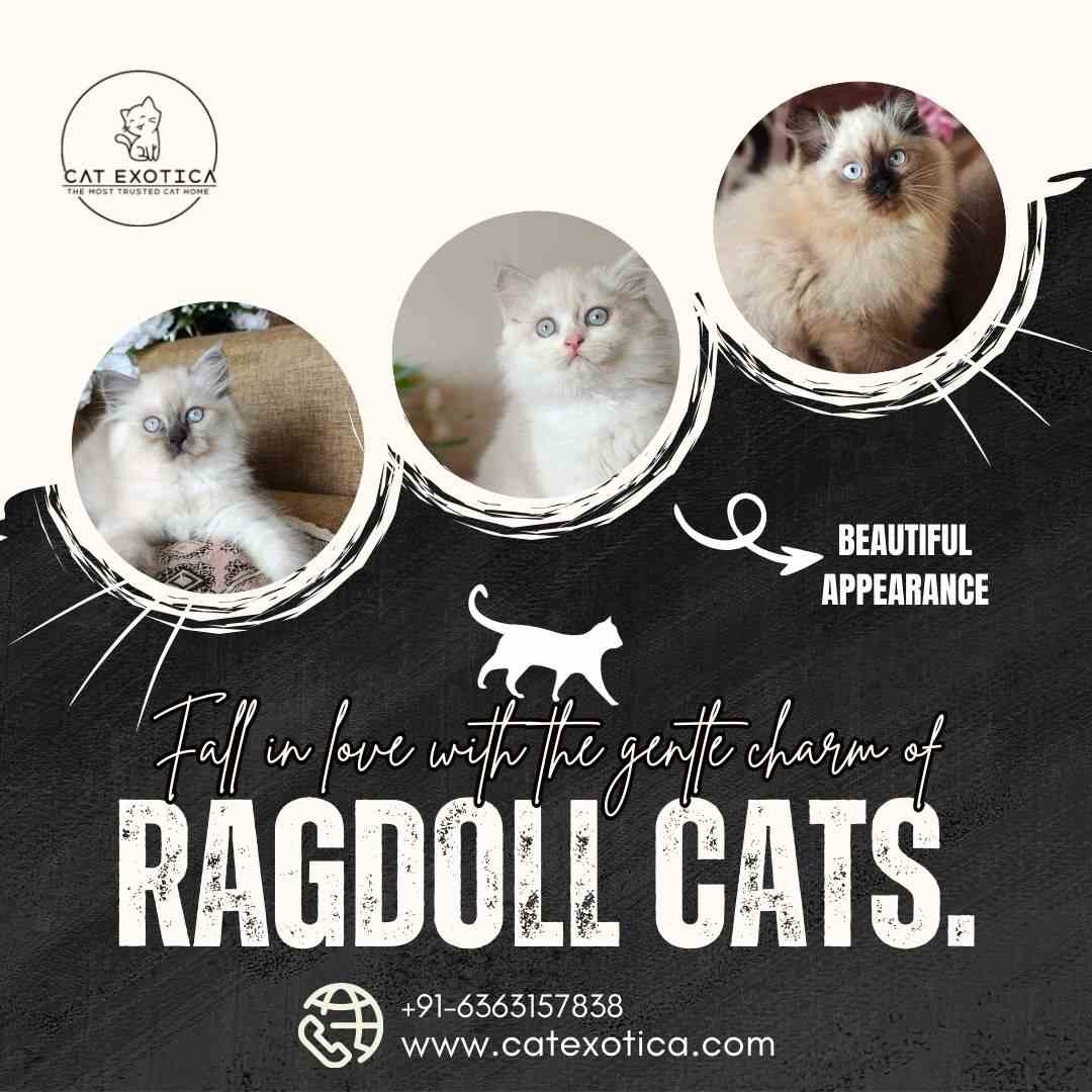 Ragdoll Cat in Bangalore | Best Kittens in Bangalore photo 1