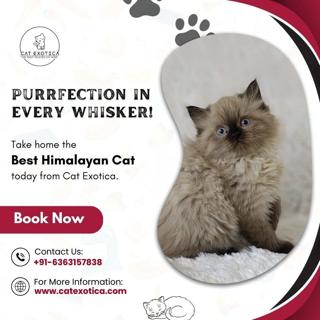 Best Himalayan Cat in Bangalore | Buy Himalayan Kittens in Bangalore photo 1