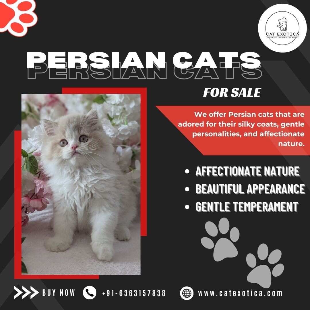 Persian Cats for Sale in Bangalore | Buy Persian Cat in Bangalore photo 1