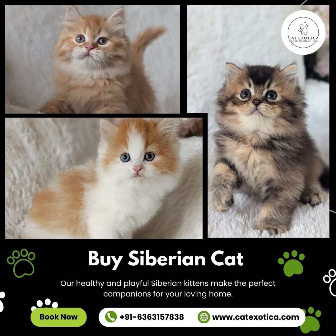 Buy Siberian Cat in Bangalore | Siberian Kitten in Bangalore photo 1