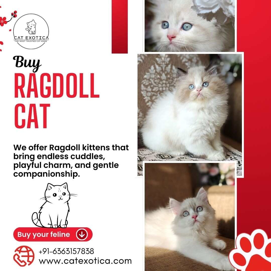 Buy Ragdoll Cat in Bangalore | Ragdoll Cat Sale in Bangalore photo 1