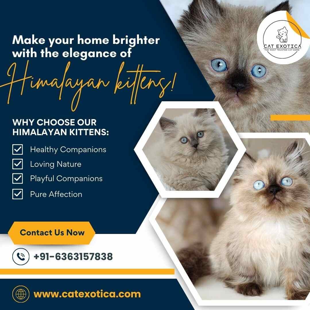 Himalayan Kittens in Bangalore | Himalayan Cat in Bangalore photo 1