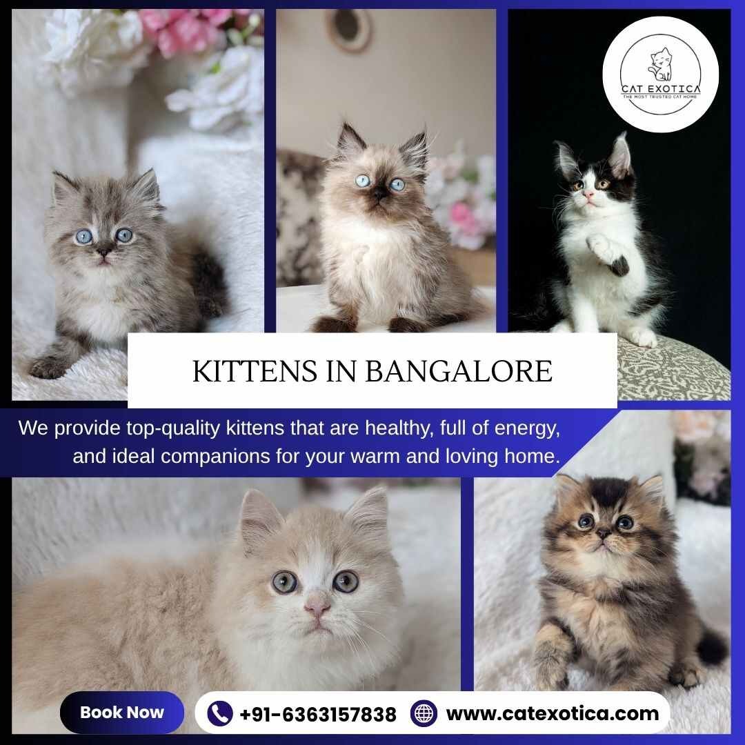 Kittens in Bangalore | Best Cat in Bangalore photo 1