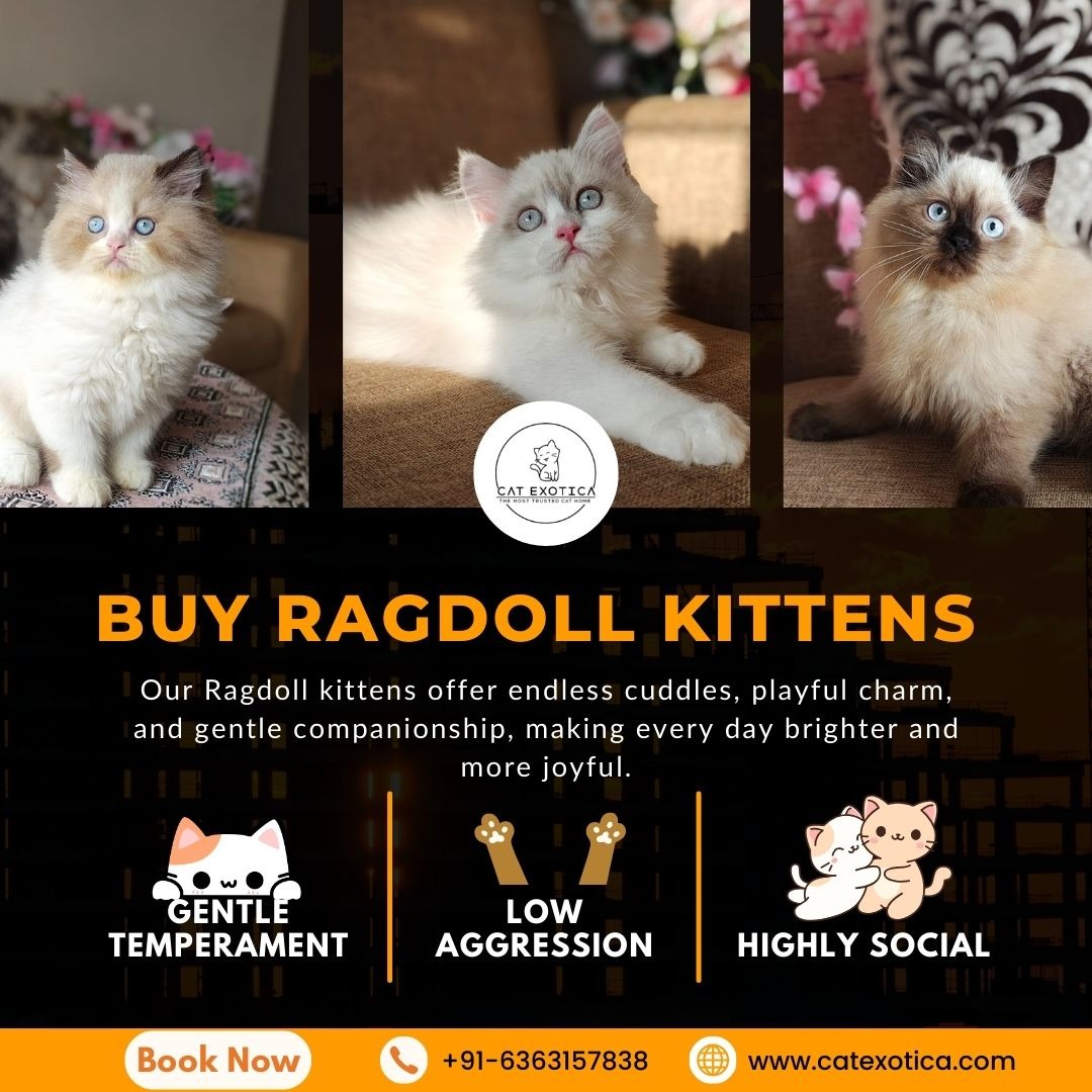 Buy Ragdoll Kittens in Bangalore | Ragdoll Cat Sale in Bangalore photo 1