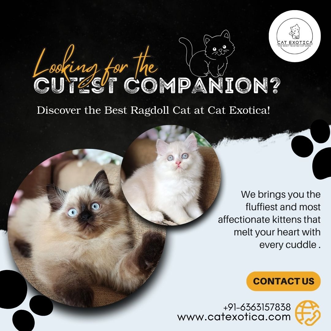 Best Ragdoll Cat in Bangalore | Buy Ragdoll Kittens in Bangalore photo 1