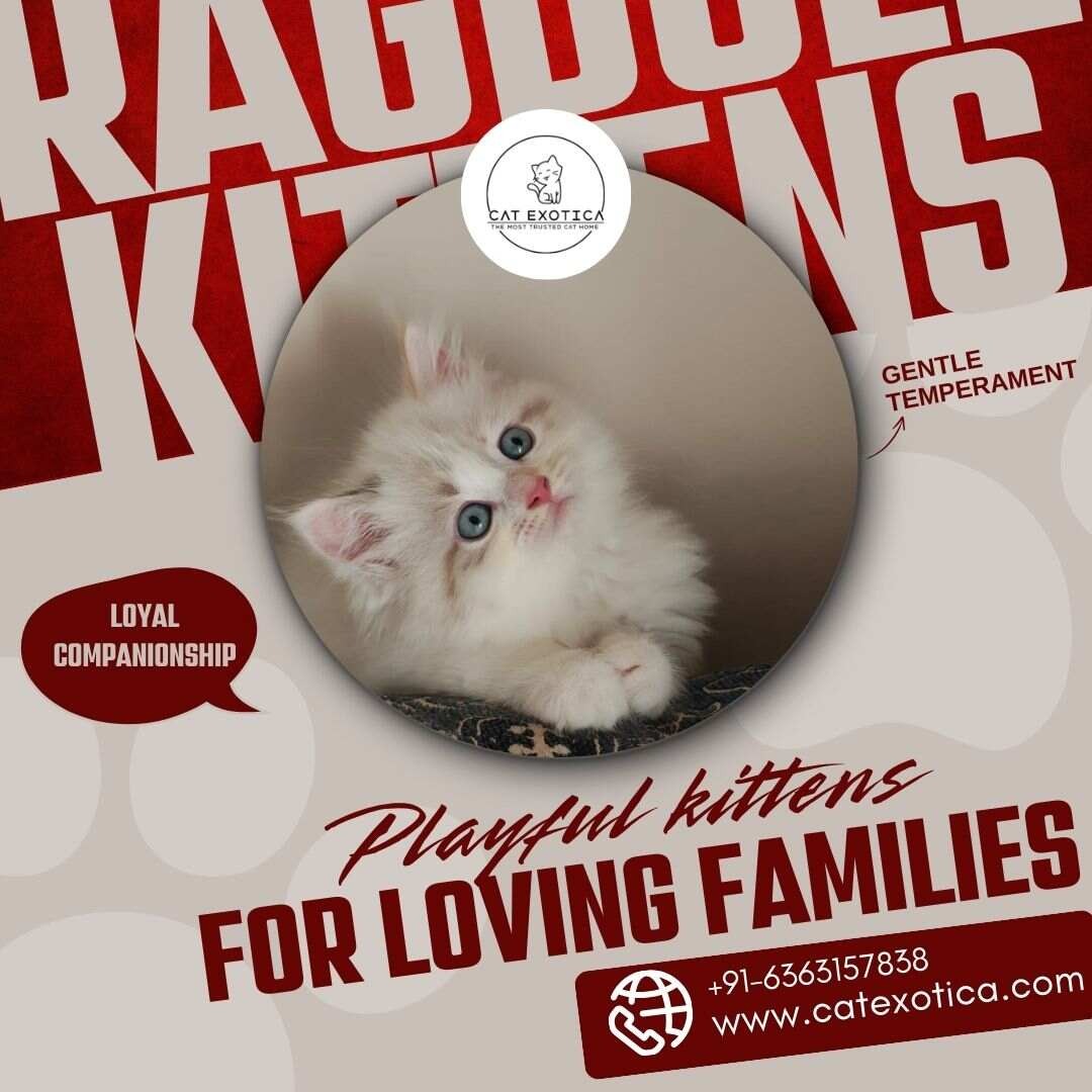Ragdoll Kittens in Bangalore | Ragdoll Cat Sale in Bangalore photo 1