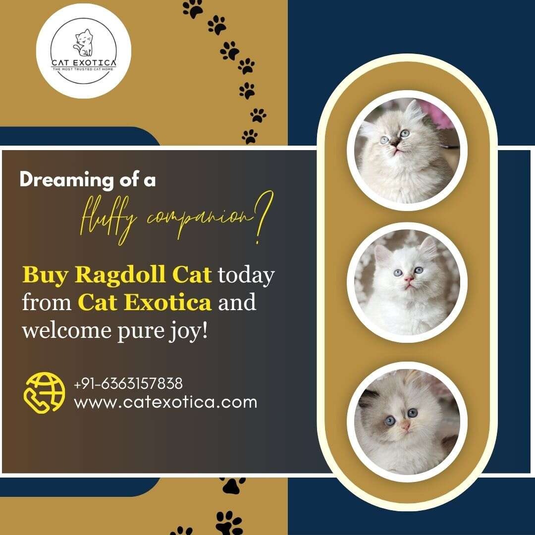 Buy Ragdoll Cat in Bangalore | Ragdoll Cat in Bangalore photo 1