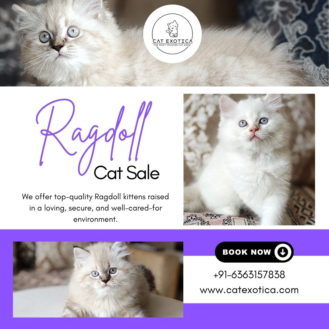 Ragdoll Cat Sale in Bangalore | Best Ragdoll Cat in Bangalore photo 1