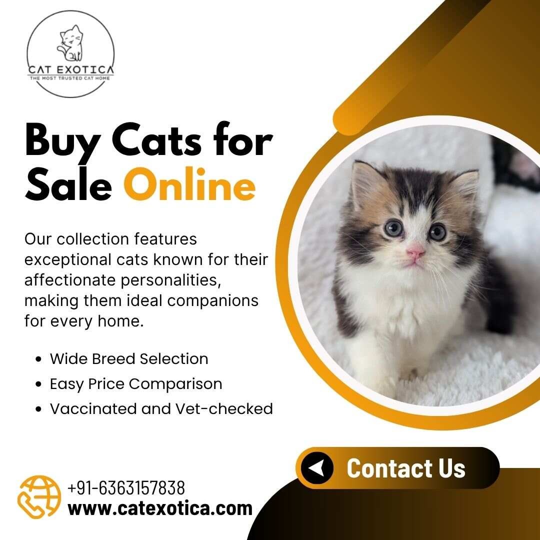 Buy Cats for Sale Online in Bangalore | Cat in Bangalore photo 1