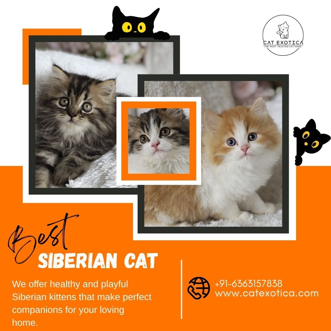 Best Siberian Cat in Bangalore | Siberian Kitten in Bangalore