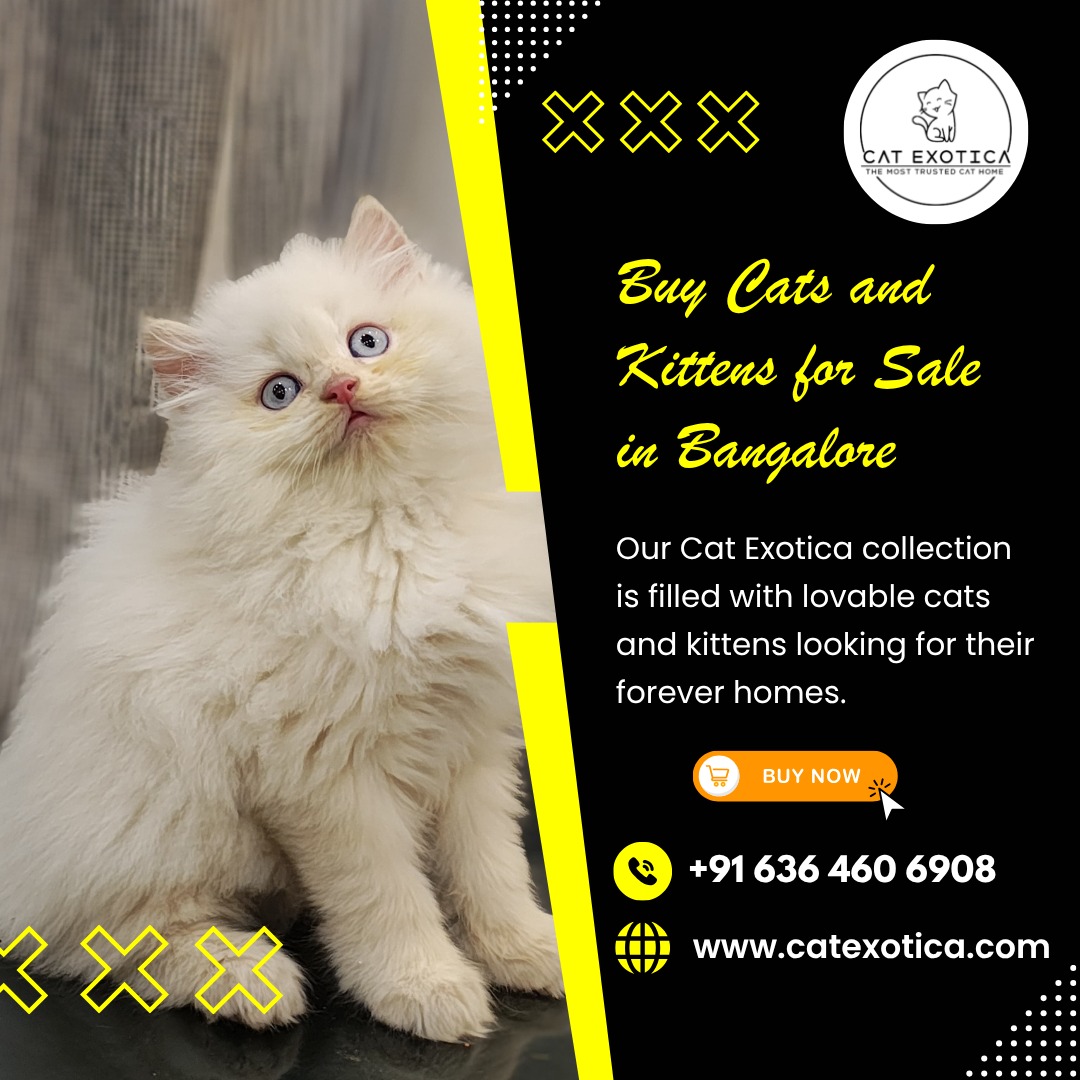 Buy Cats and Kittens for Sale in Bangalore