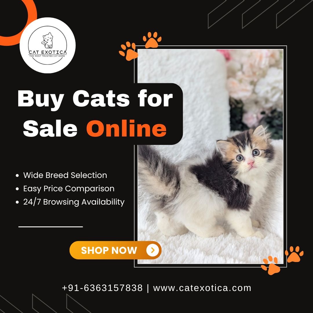 Buy Cats for Sale Online photo 1