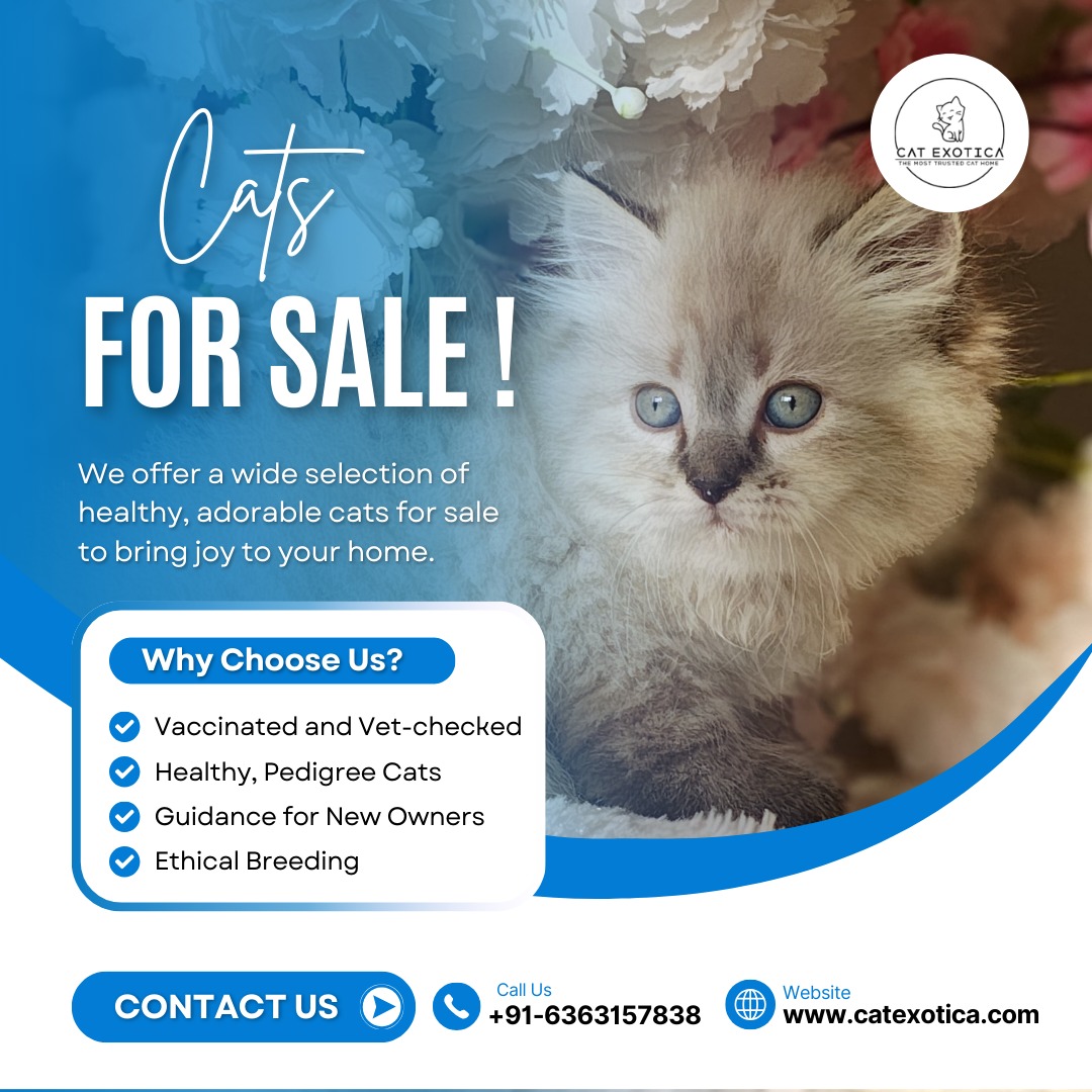 Cats for Sale in Bangalore