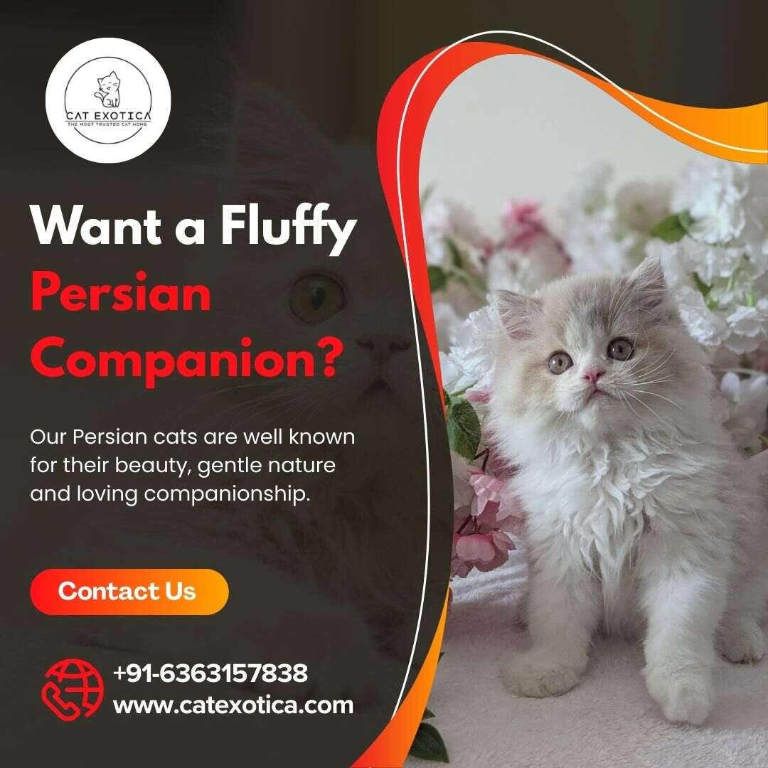 Persian Cats for Sale in Bangalore | Buy Persian Cat in Bangalore