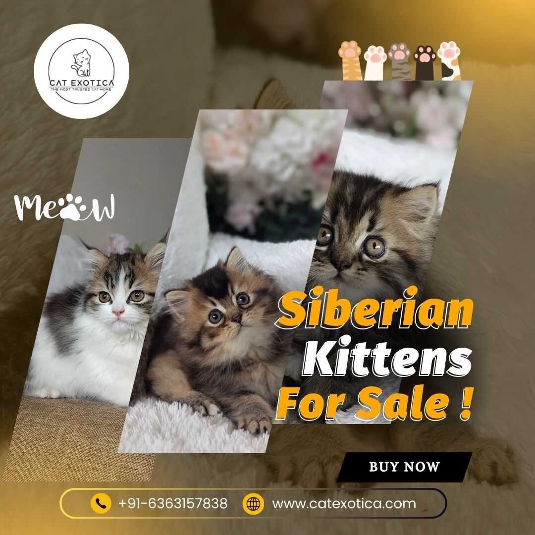 Siberian Kittens for Sale in Bangalore