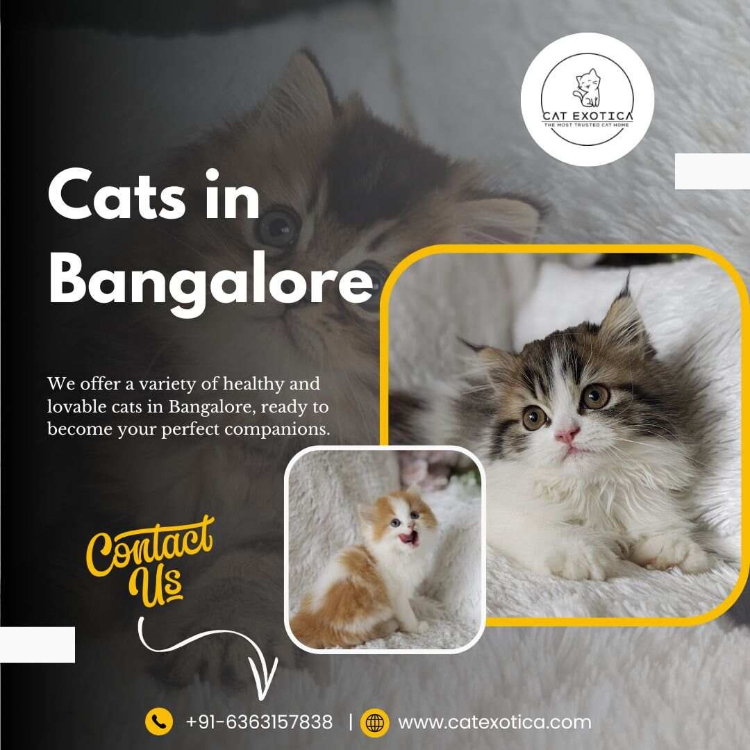 Cats in Bangalore | Best Cats in Bangalore