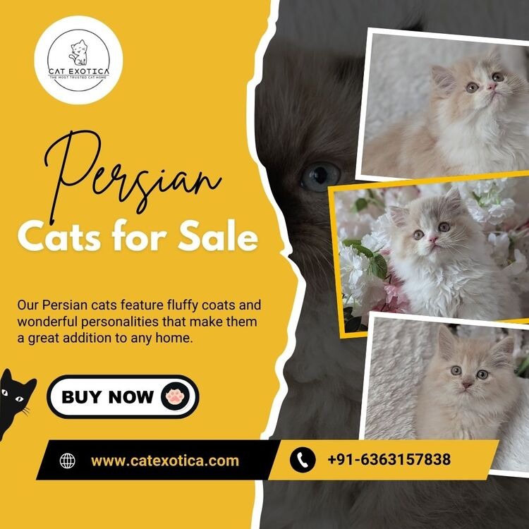 Persian Cats for Sale in Bangalore | Best Persian Cats for Sale in Bangalore