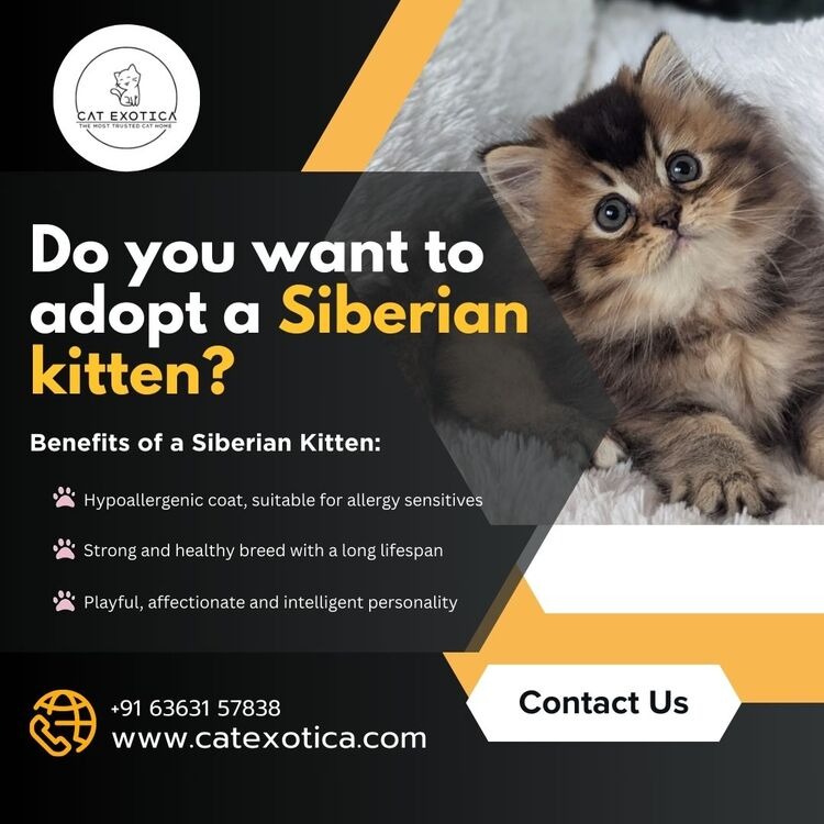Siberian Kitten in Bangalore | Cat Exotica