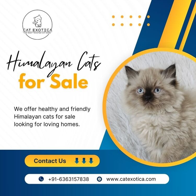 Himalayan Cat for Sale in Bangalore | Himalayan Kittens for Sale in Bangalore