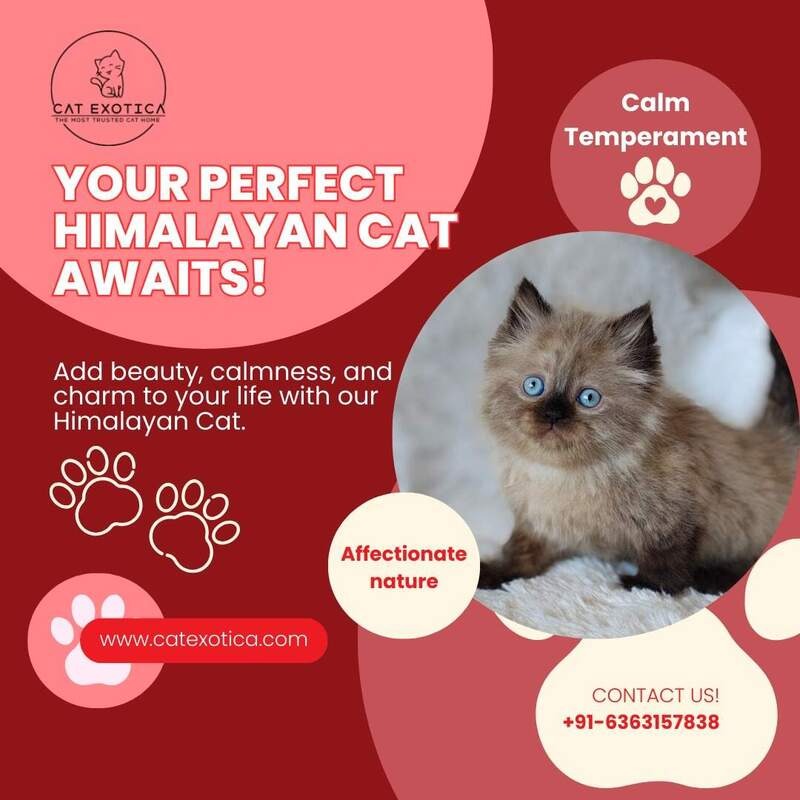Himalayan Cat in Bangalore