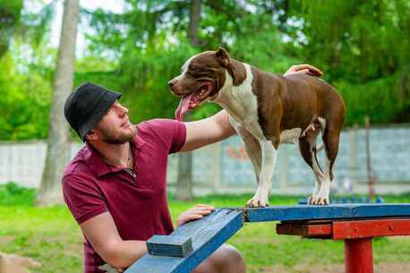 Dog Training Service In Faridabad photo 1