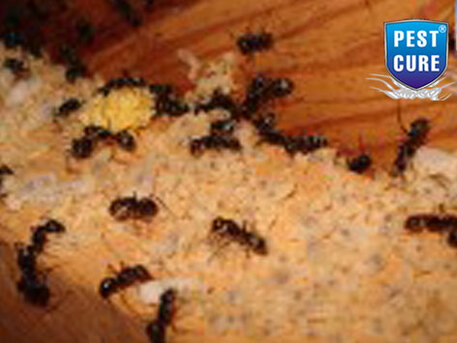 Best Pest Control Services In Delhi NCR | Pest Cure
