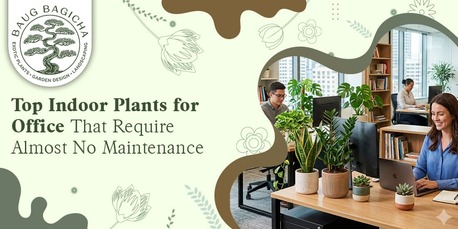 INR 01,  Indoor Plants For Office | Baugbagicha photo 1