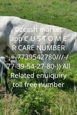 Dzcash market app C U S T O M E R CARE
NUMBER 7739542780jea photo 1