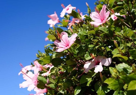Flower Gardening Ideas In Jaipur For A Colorful And Beautiful Garden