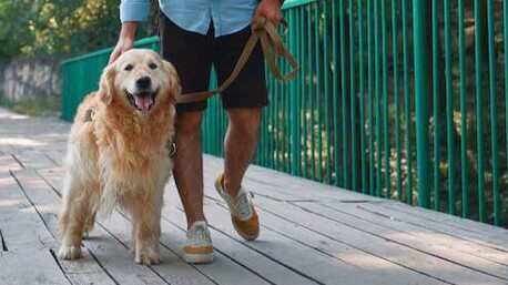 Dog Walkers In Faridabad