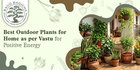 INR 01,  Best Indoor Plants For Home In India | Baugbagicha