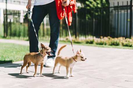 Dog Walkers In Ghaziabad