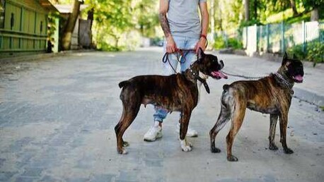 Dog Walkers In Bhopal