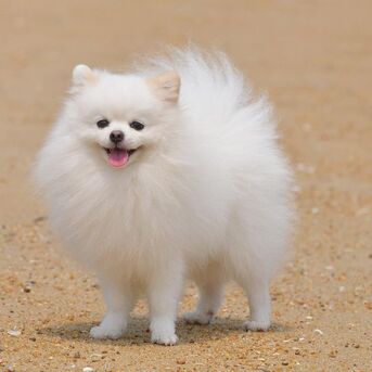 INR 15000,  Toy Pom Puppies Available For Loving Families
