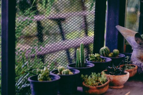 Terrace Vegetable Garden Ideas In India For Fresh Homegrown Produce