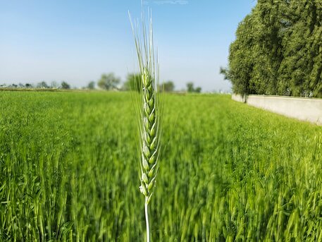 Rabi Crops Are Grown In Which Month photo 1