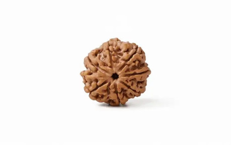 INR 998,  Original 7 Mukhi Rudraksha At Affordable Price