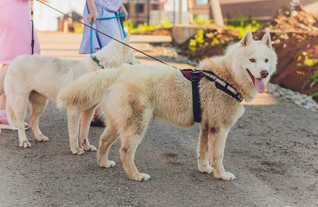 Dog Walkers In Bhubaneswar