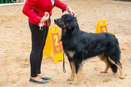 Dog Training Service In Agra