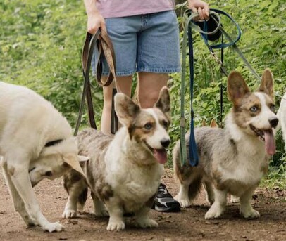 Dog Walkers In Agra