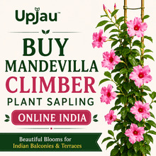 INR 121,  Mandevilla Climber Plant Sapling Online India photo 1