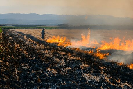 Stubble Burning photo 1