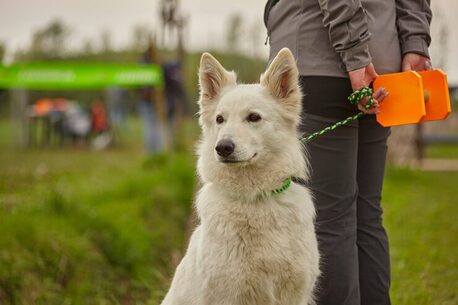 Dog Training Service In Kochi photo 1