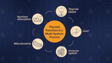 Your Thyroid Needs More Than Iodine — Discover The Full Support System