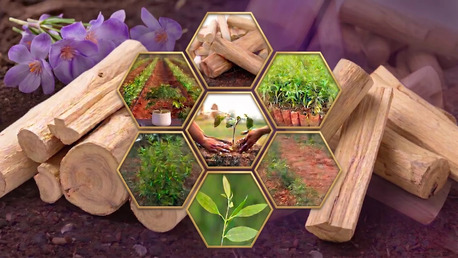 Managed Sandalwood Farming