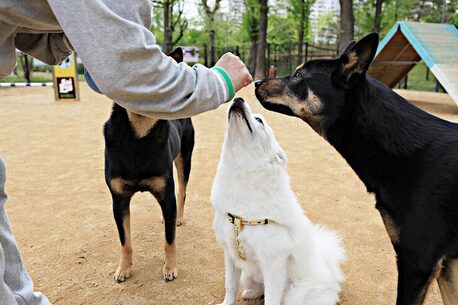 Dog Training Service In Patna photo 1