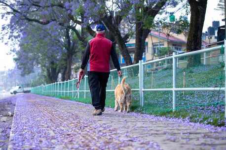 Dog Walkers In Raipur