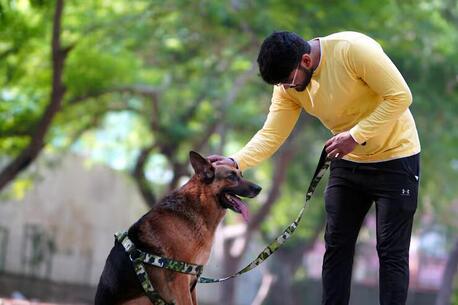 Dog Training Service In Bhopal photo 1