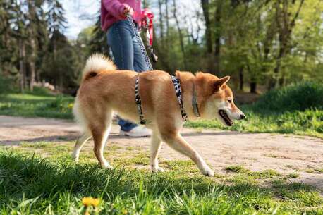Dog Walkers In Kochi