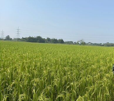 Crop Seasons In India photo 1